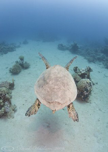Hawksbill turtle. Marsa Alam. D3, 16mm. by Derek Haslam 